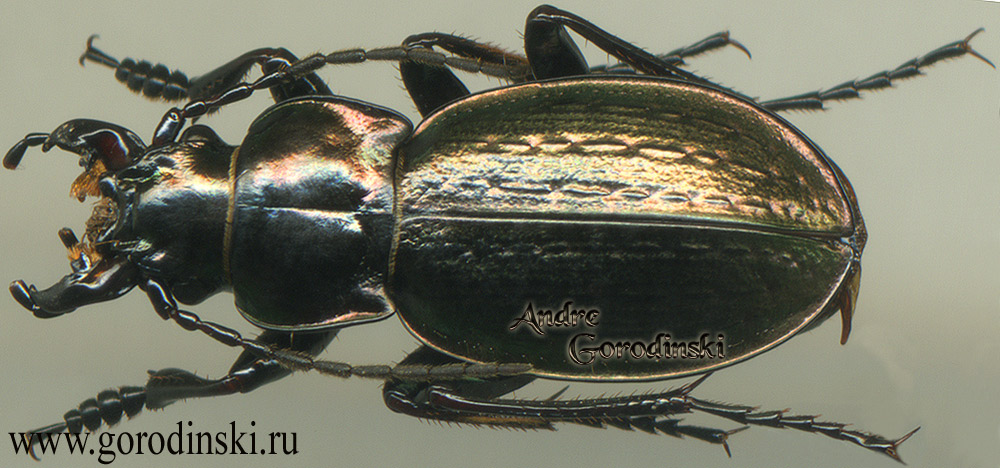 http://www.gorodinski.ru/carabus/Rhigocarabus morawitzianus morawitzianus.jpg